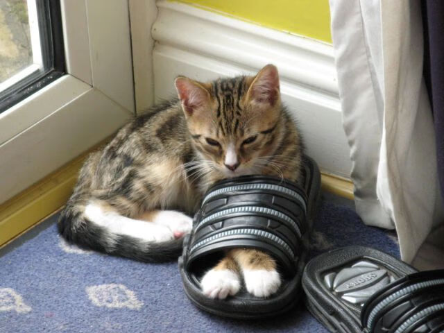 足球之神的双重馈赠，那一夜，意甲碾压与德甲封王的交响诗